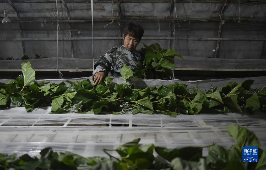 天狮大中华卓越卡登录